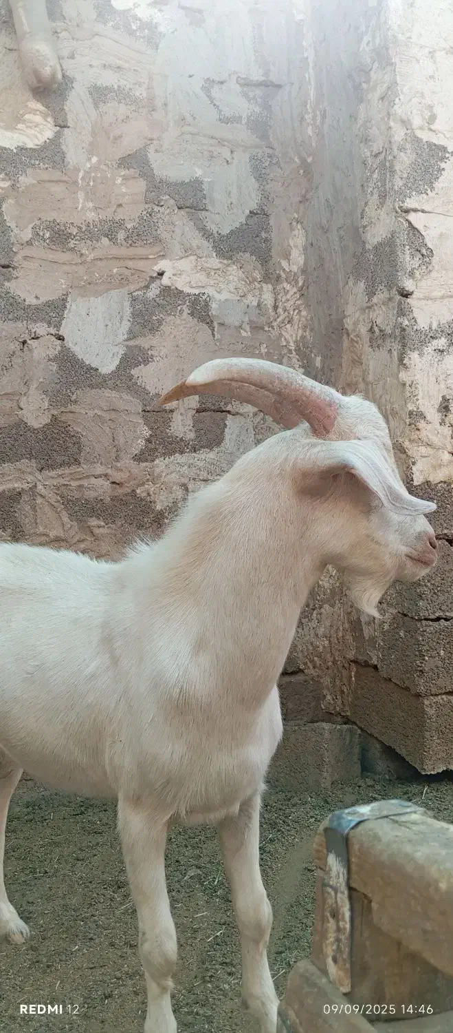 کهره نر سانون اصل درجه یک|حیوانات مزرعه|سیرجان, |دیوار