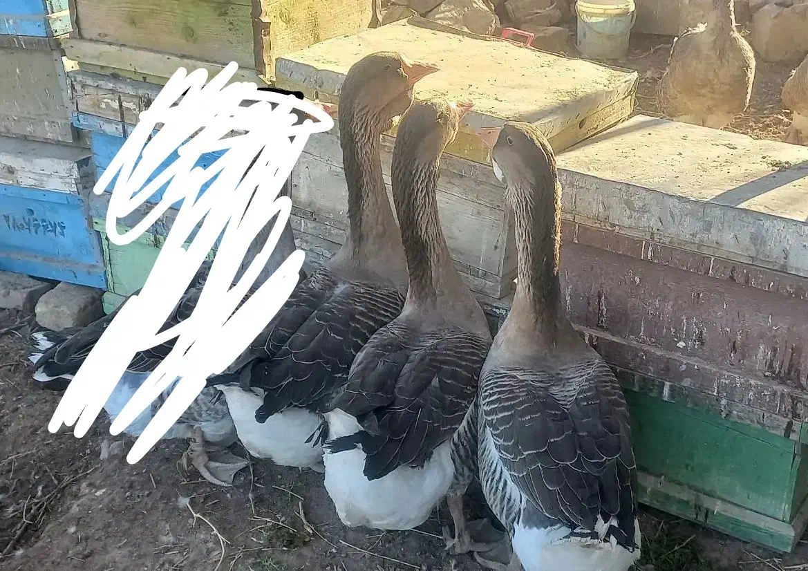 غاز تولوز|حیوانات مزرعه|بجنورد, |دیوار