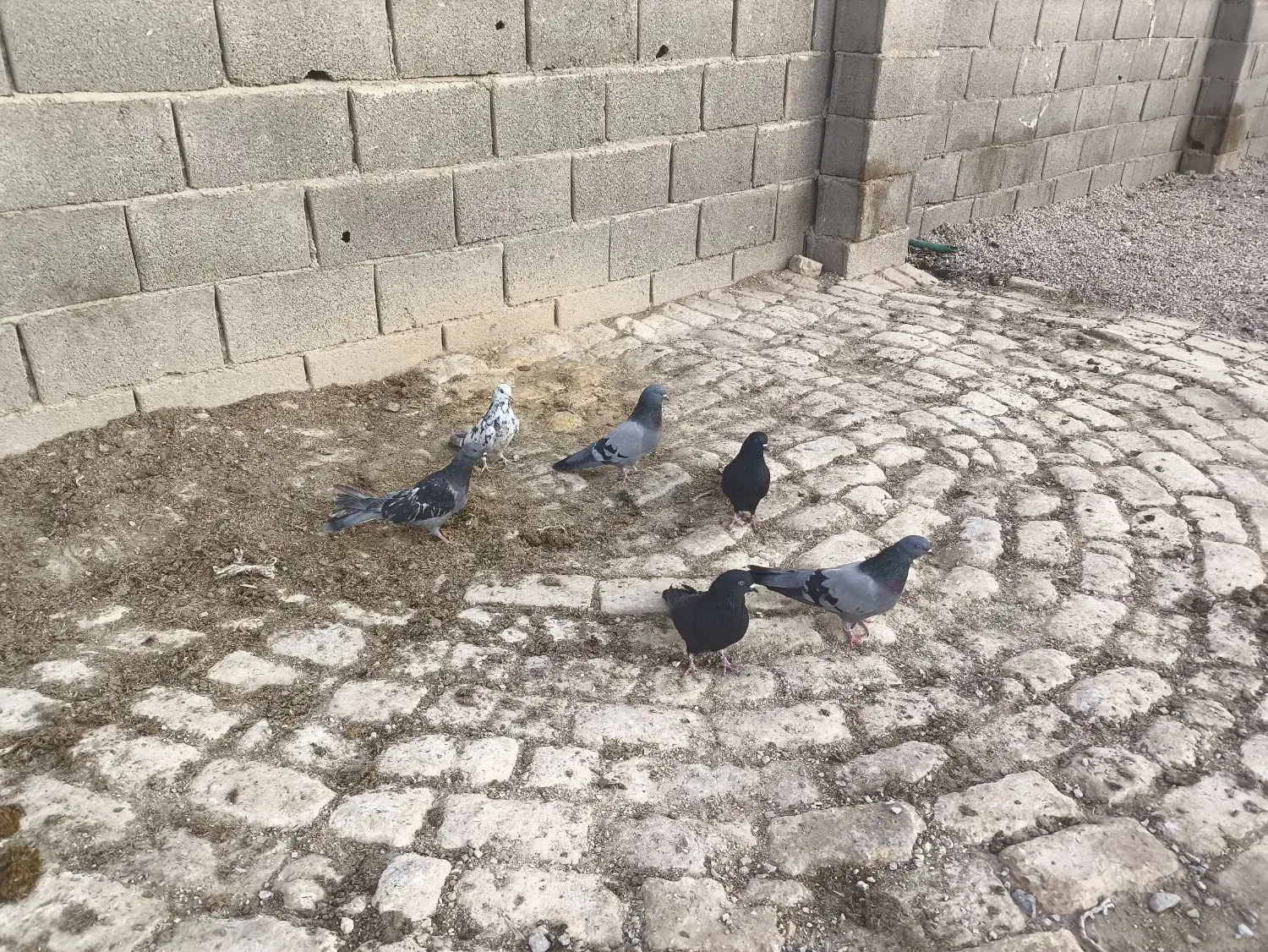 کبوتر اصفهان|پرنده|حبیب آباد, |دیوار