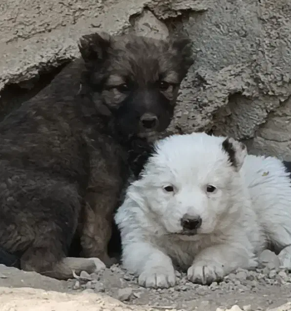 سگ افغان اصیل ماده|سگ|کرج, انبار مپنا|دیوار