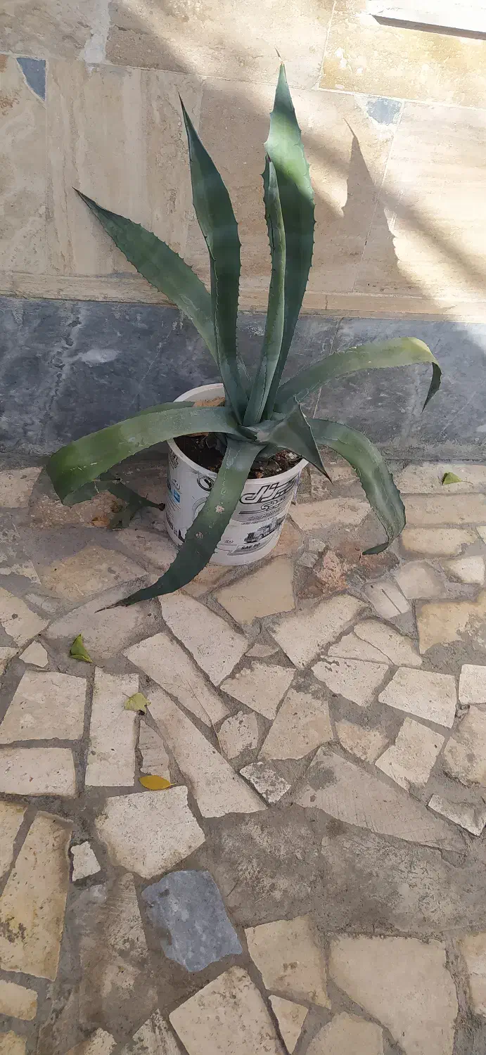 گل آگاو|گل و گیاه طبیعی|نیر (اردبیل), |دیوار