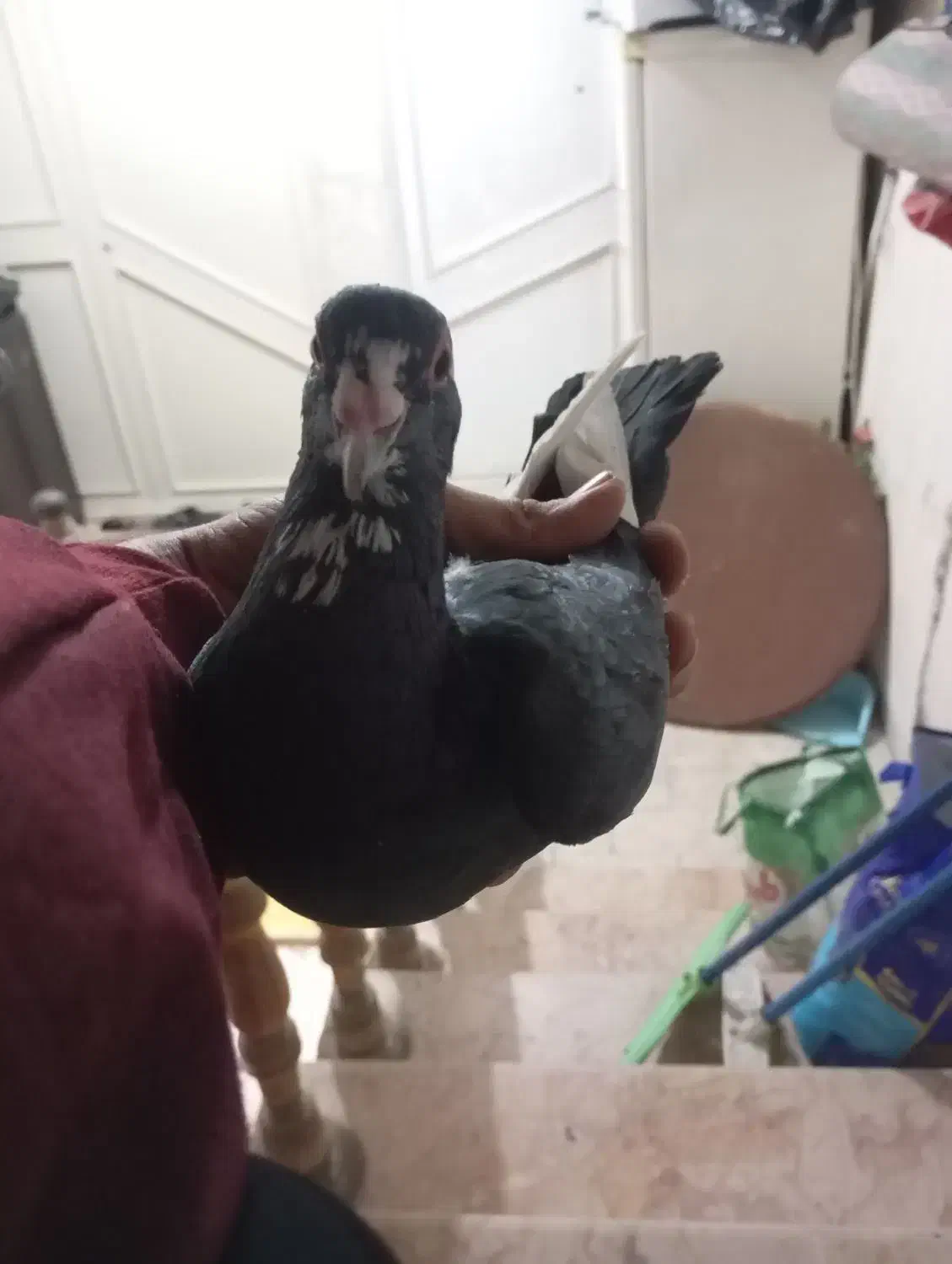 کفتر پلنگ|پرنده|کرمان, |دیوار