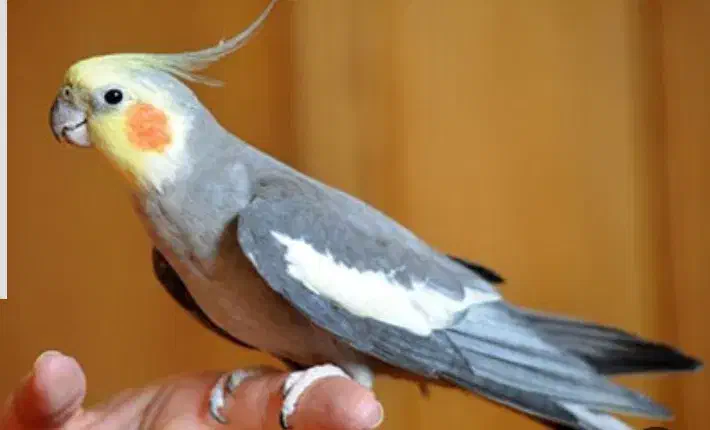 عروس هلندی گمشده|حیوانات|بروجرد, |دیوار