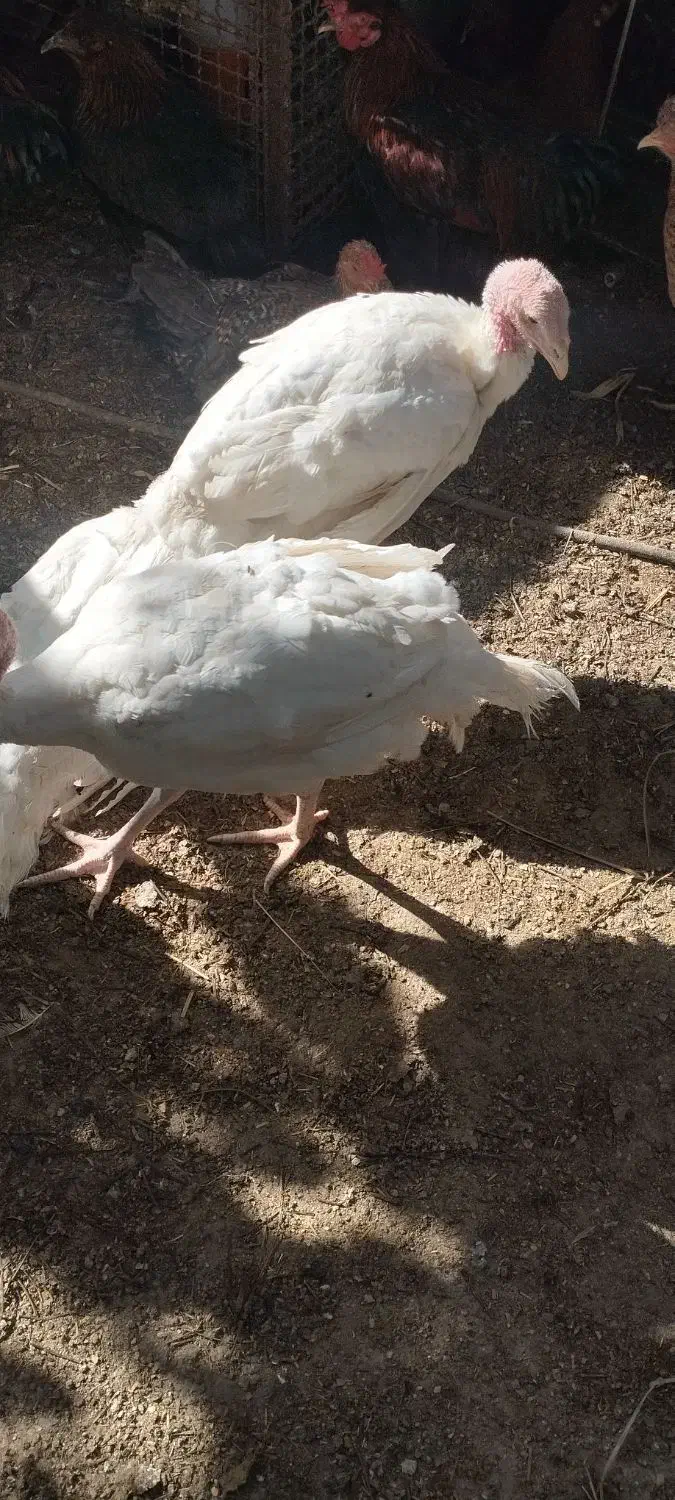 بوقلمون بیوتی۶|حیوانات مزرعه|بندرعباس, |دیوار