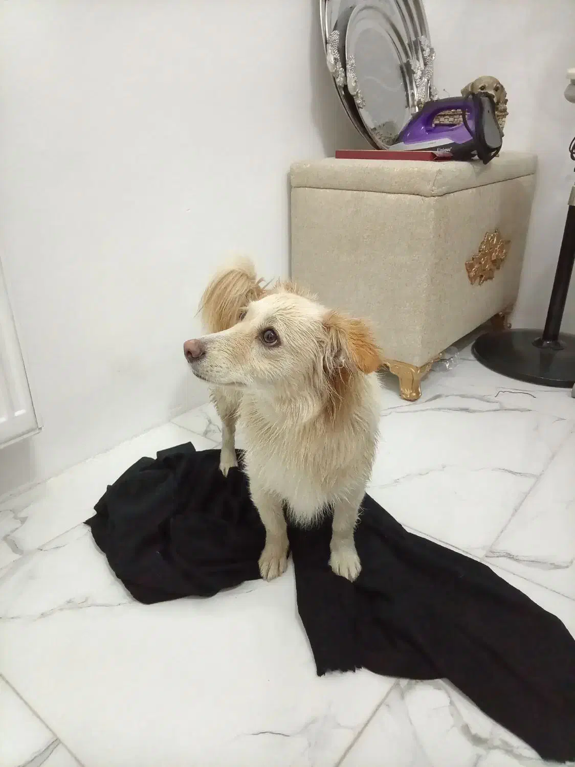 واگذاری پامر اشپیتز|سگ|مشهد, کشف|دیوار