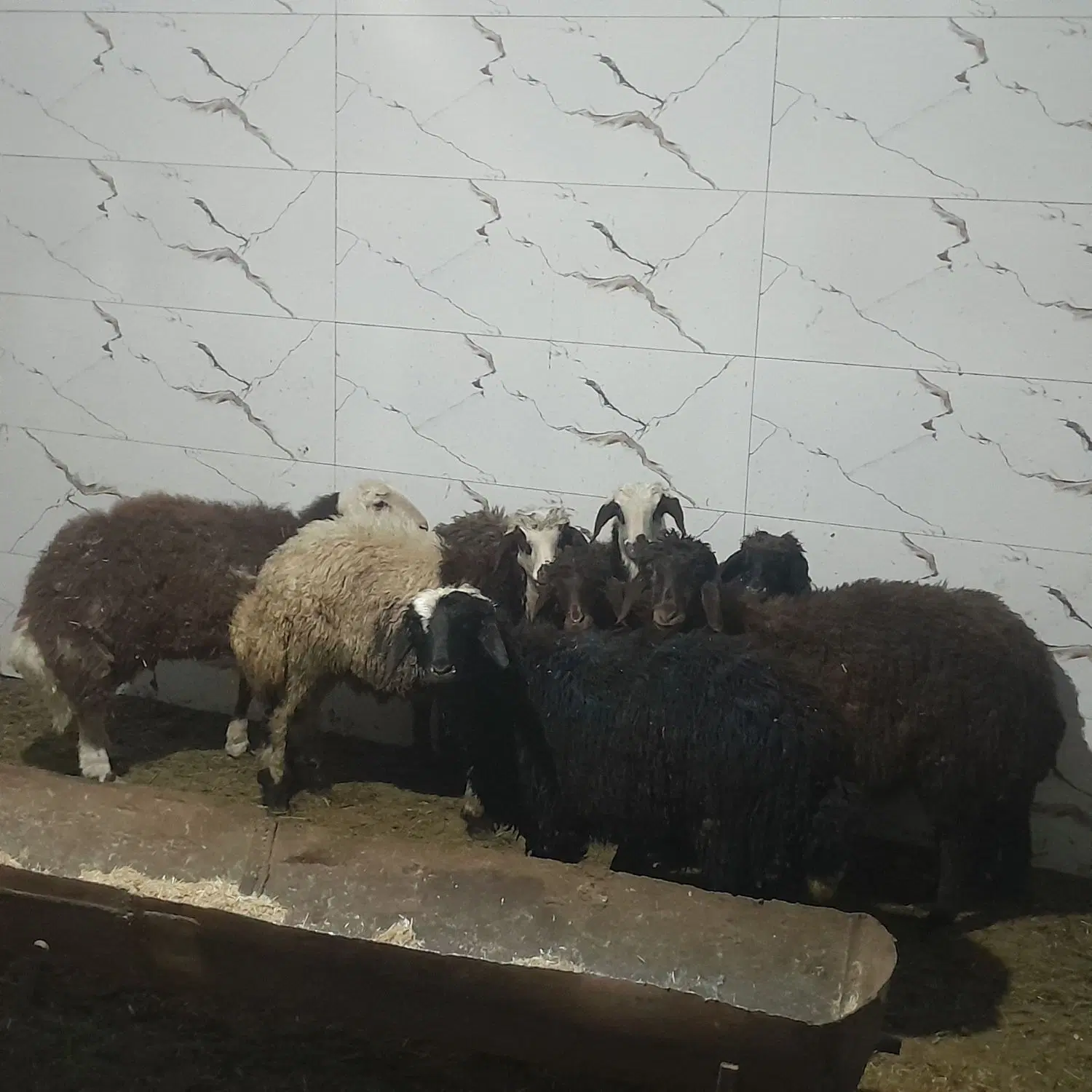 بره|حیوانات مزرعه|داران, |دیوار