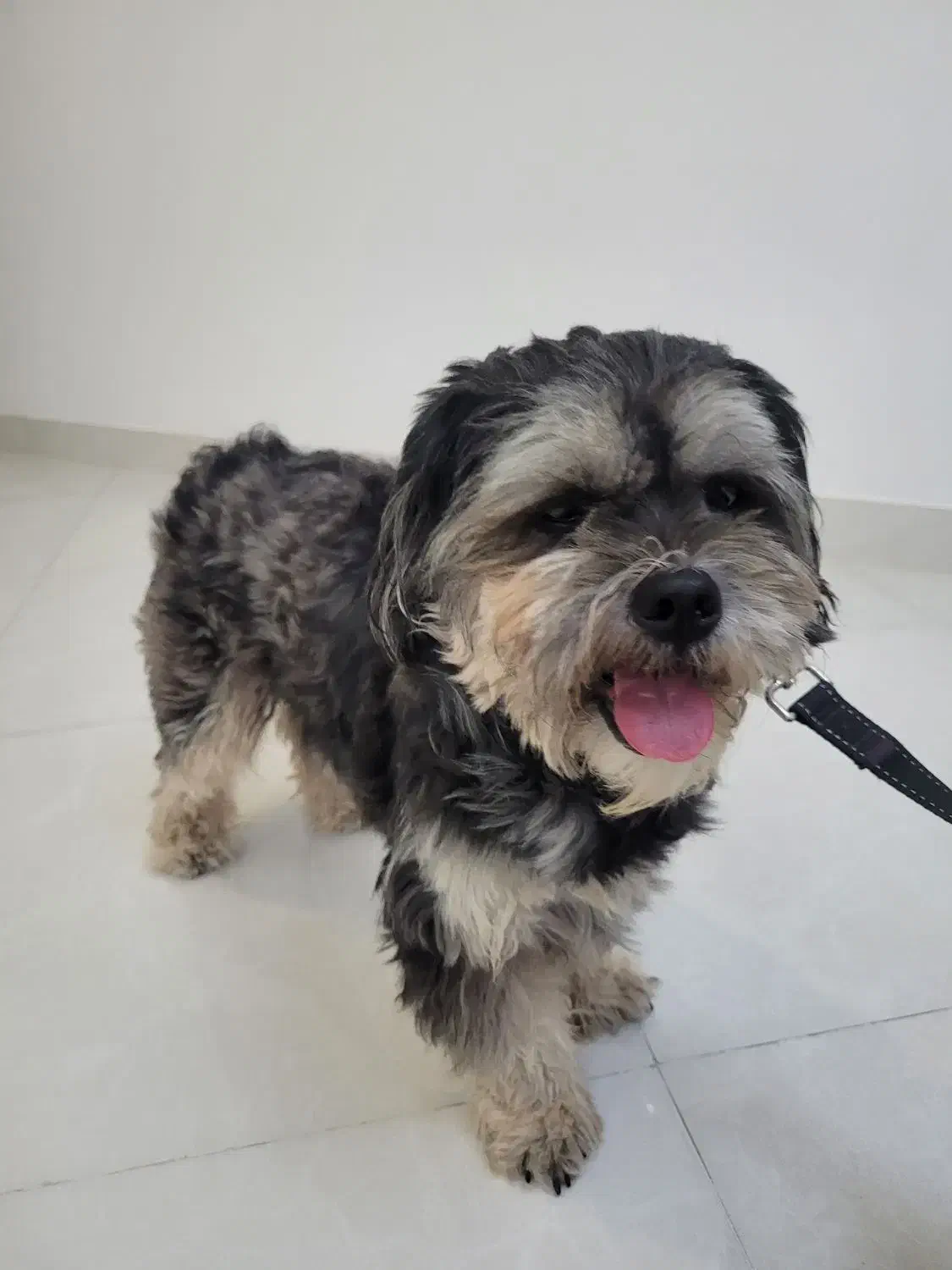 سگ پاکوتاه پشمی|سگ|بندرعباس, |دیوار