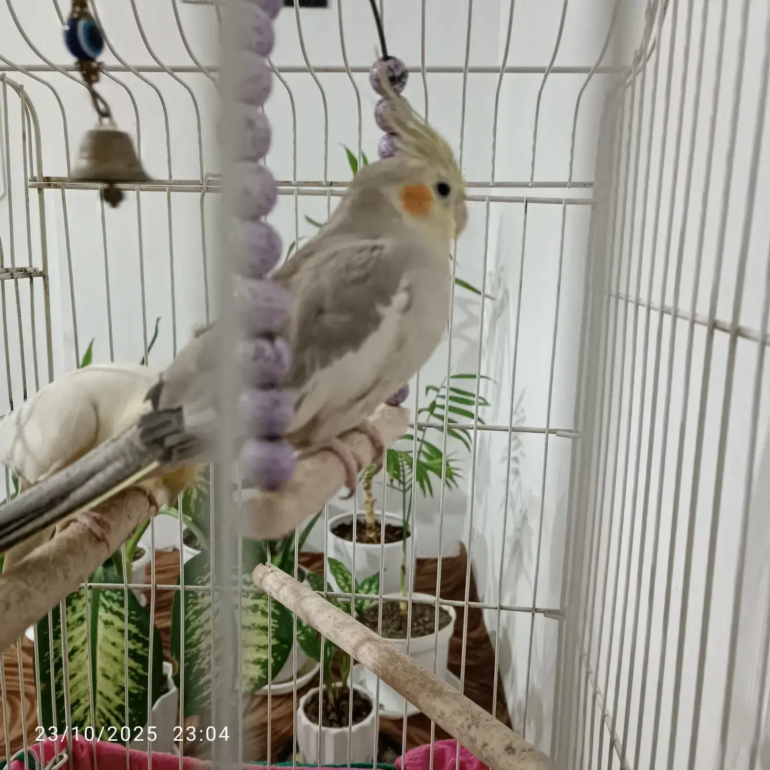 عروس هلندی|پرنده|صباشهر, |دیوار