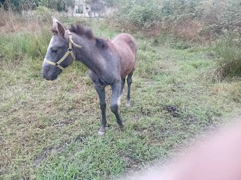 فروش یک راس مادیان به همراه کر اسب .نژاد کرد|اسب و تجهیزات اسب‌سواری|شفت, |دیوار