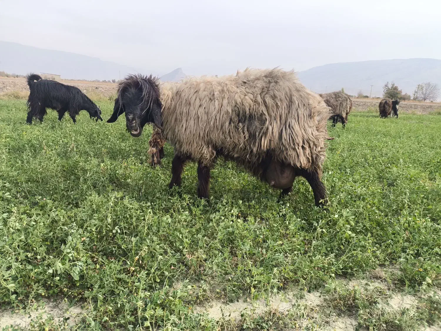 شیشک و میش داشتی|حیوانات مزرعه|فیروزآباد (فارس), |دیوار