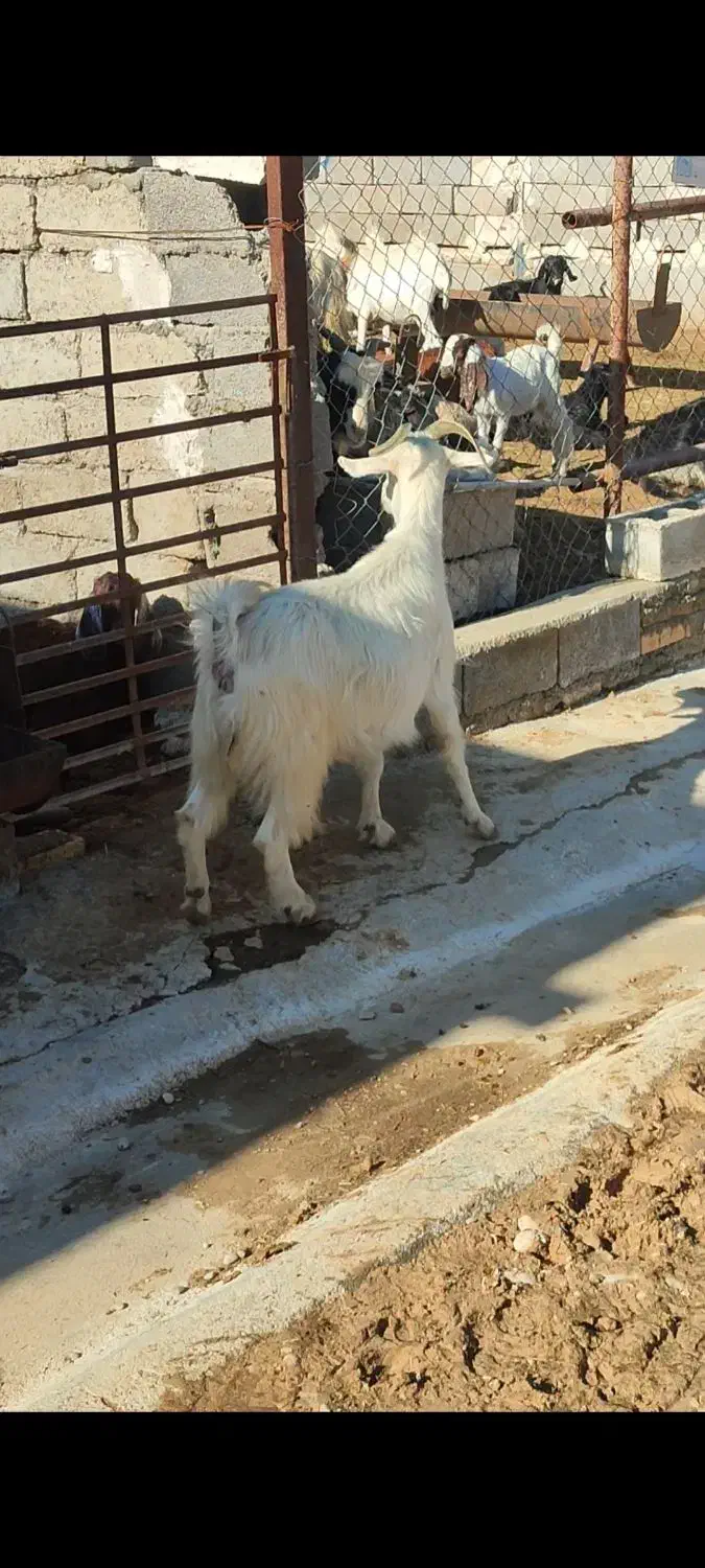 بز جوون دورگ سانن|حیوانات مزرعه|بهبهان, |دیوار