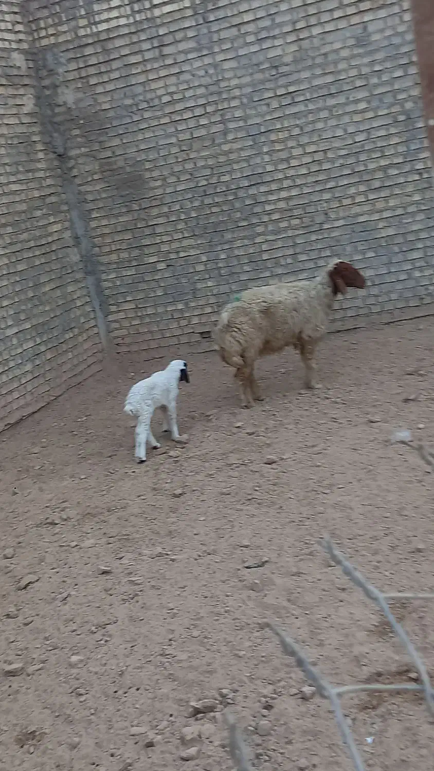 گوسفندعراقی درجه یک|حیوانات مزرعه|کارون, |دیوار