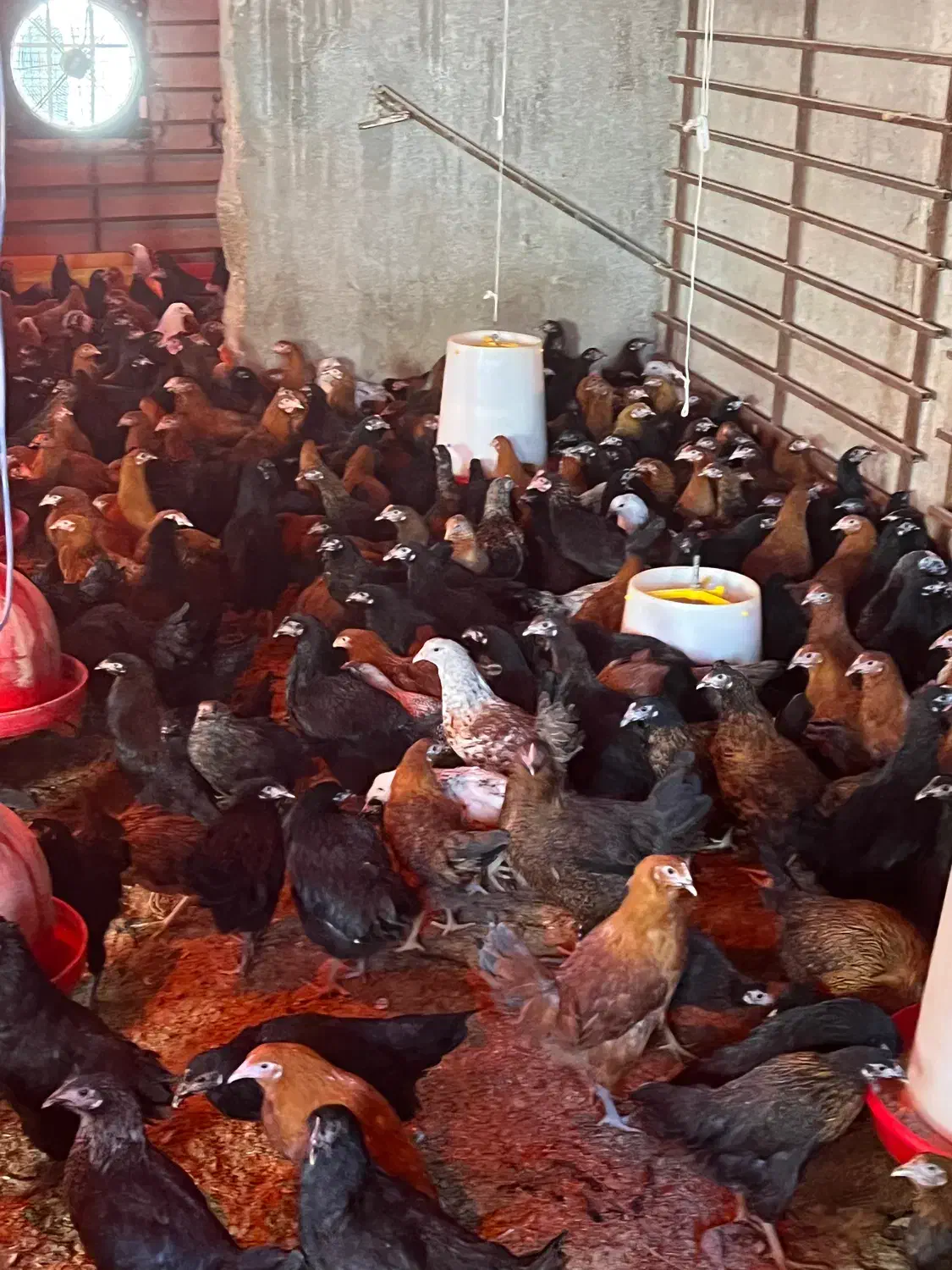 مرغ ۴ ماهه|حیوانات مزرعه|بسطام, |دیوار