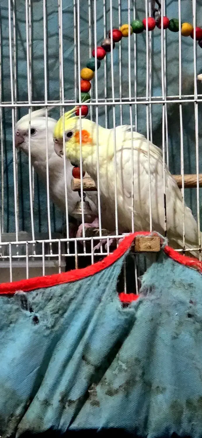 عروس هلندی|پرنده|زابل, |دیوار