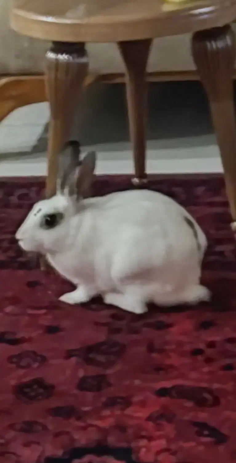 واگذاری خرگوش|موش و خرگوش|صمصامی, |دیوار