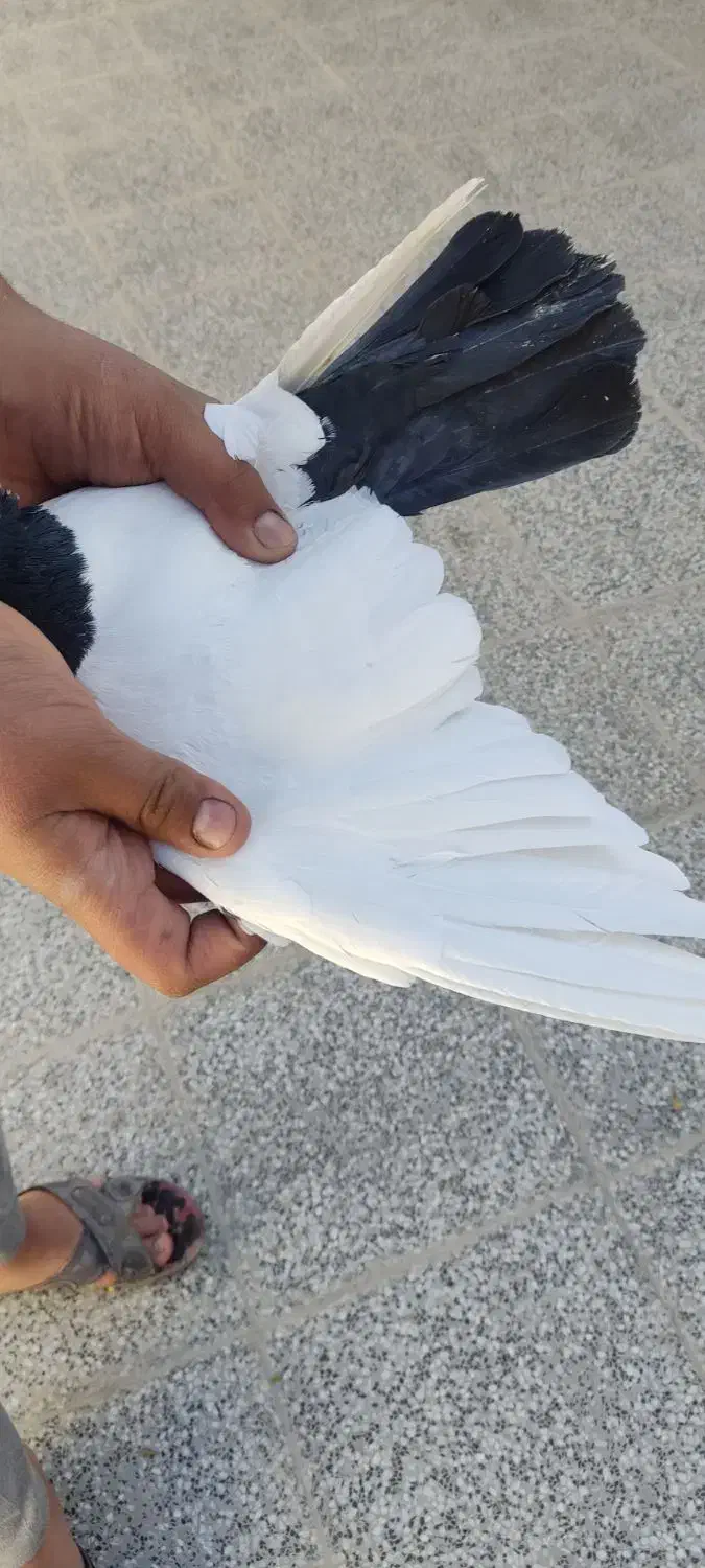 حیوان|پرنده|زرند, |دیوار