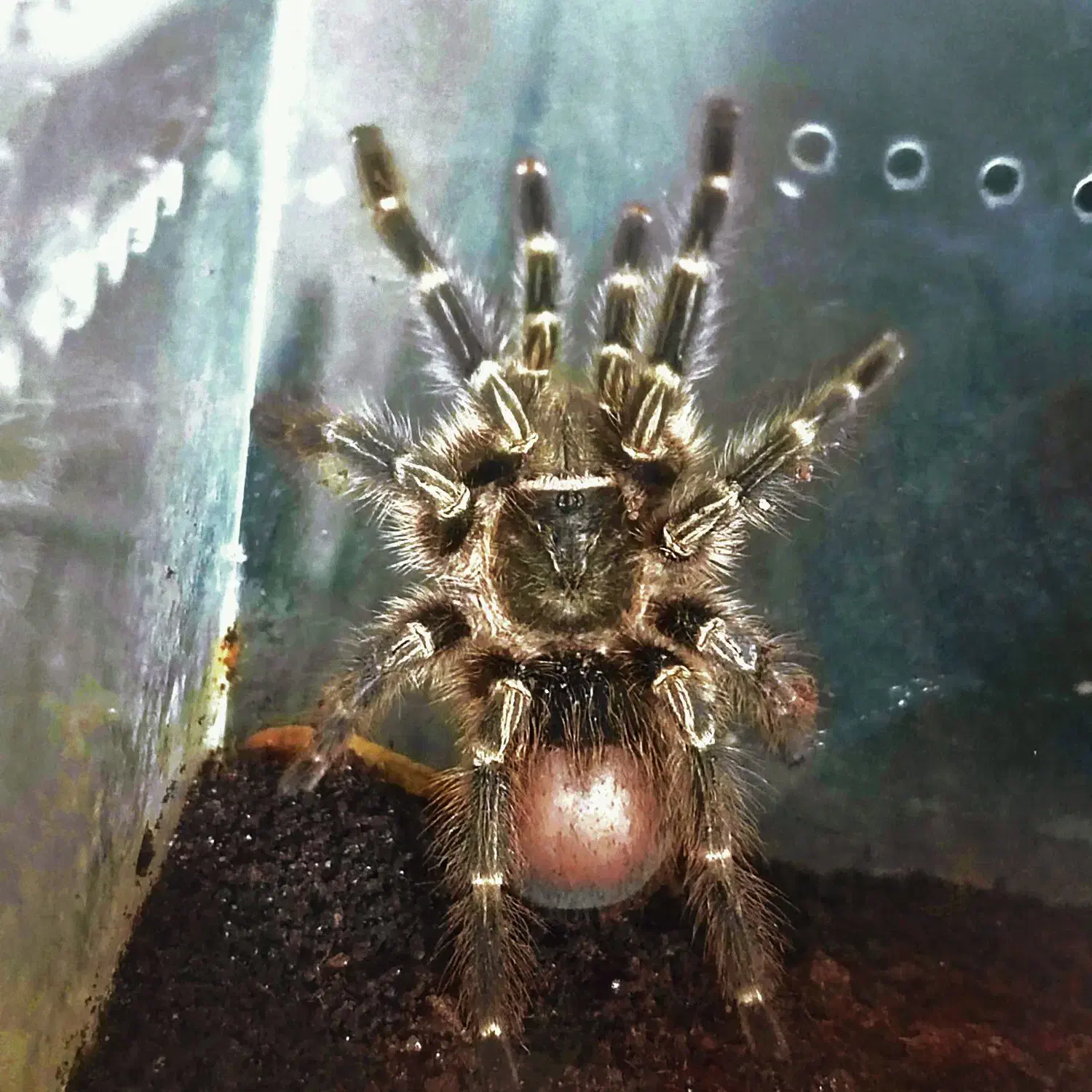 تارانتولا چاکو گلدن|خزنده|قدس, شهر‌قدس|دیوار