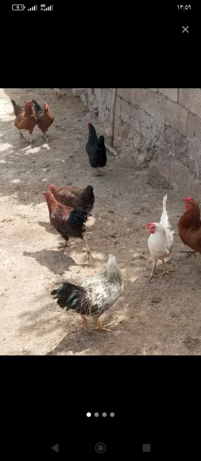 تخم محلی ورسمی|خوردنی و آشامیدنی|قم, شهرک امام حسین|دیوار