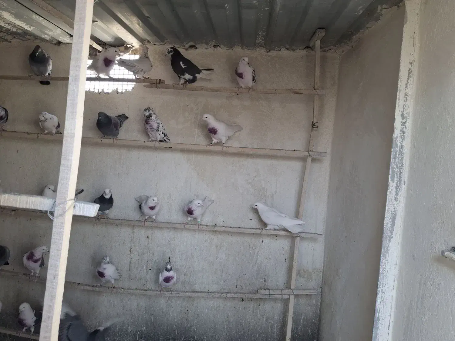 کبوتر پرشی تیرماهی|پرنده|محلات, |دیوار