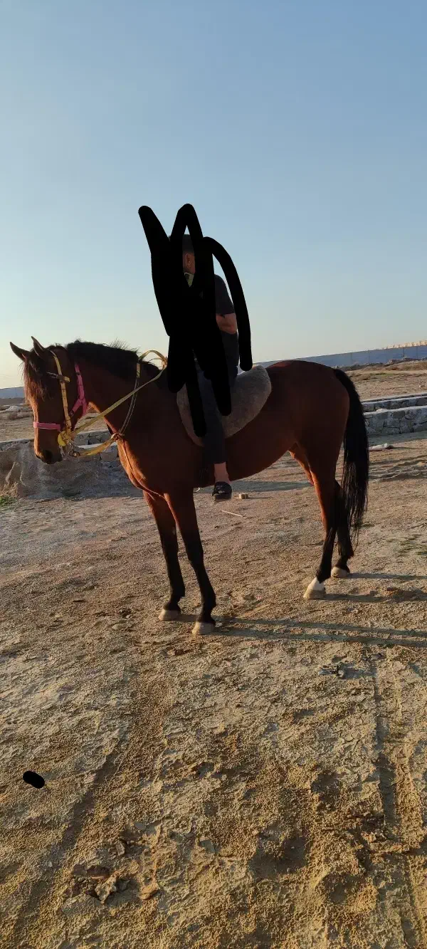 اسب مادیون|اسب و تجهیزات اسب‌سواری|باوی, |دیوار