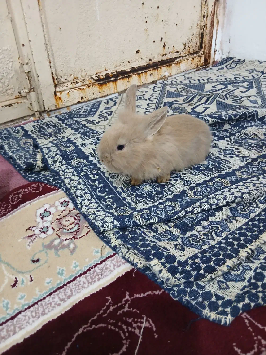 فروش خرگوش|موش و خرگوش|مریوان, |دیوار