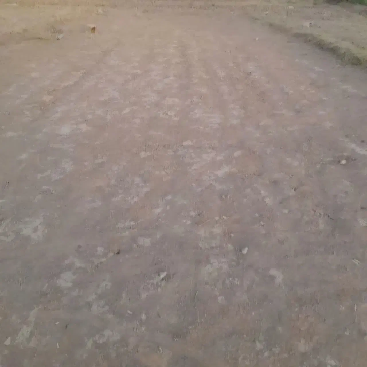 فروش ملک|فروش زمین و ملک کلنگی|شاهین‌شهر, فدک|دیوار