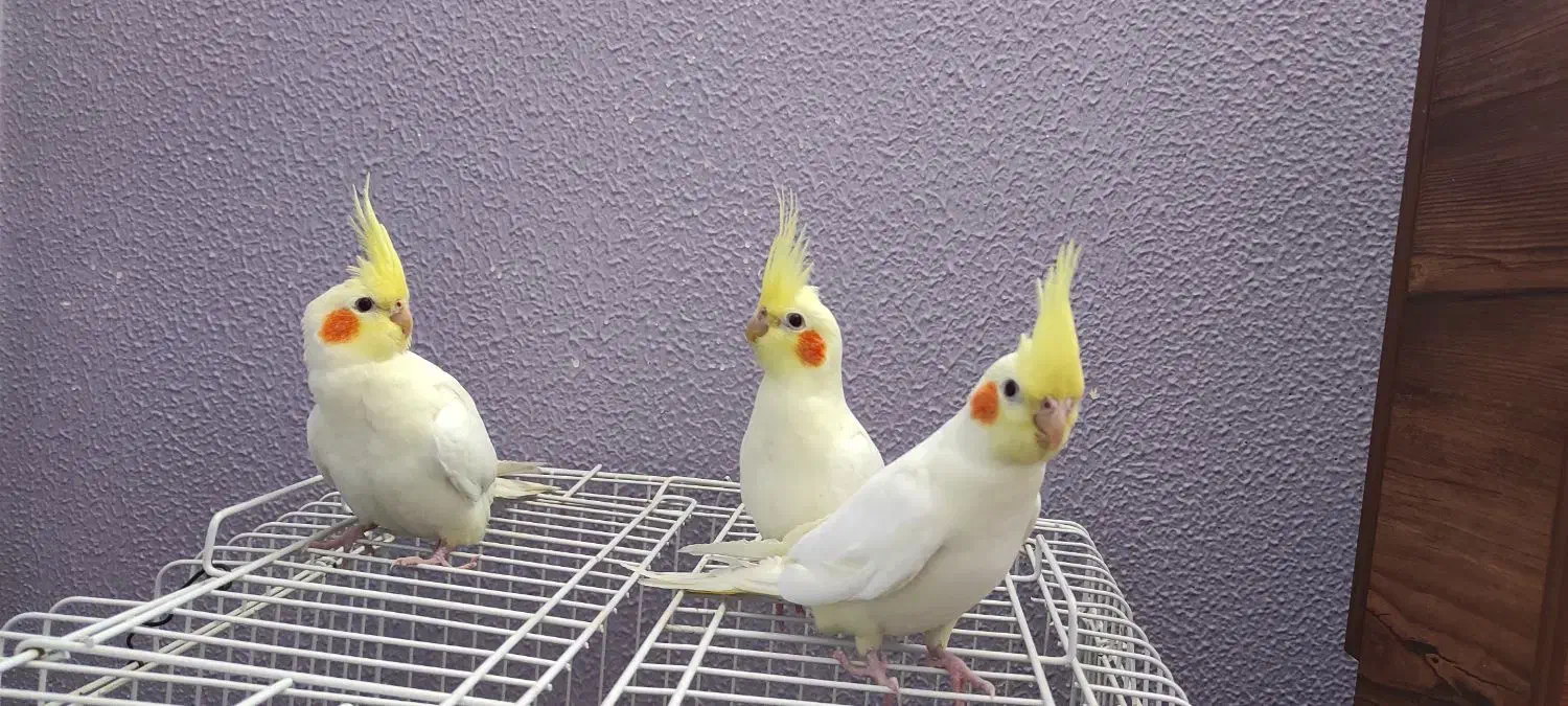 عروس هلندی لوتینو دوماه دستی|پرنده|جرقویه, |دیوار