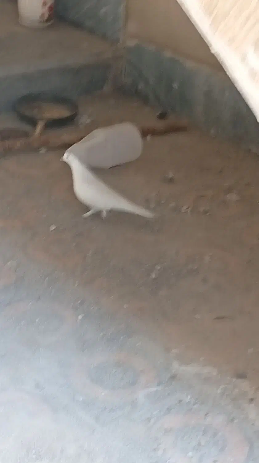 کبوتر تهرانی|پرنده|دهلران, |دیوار