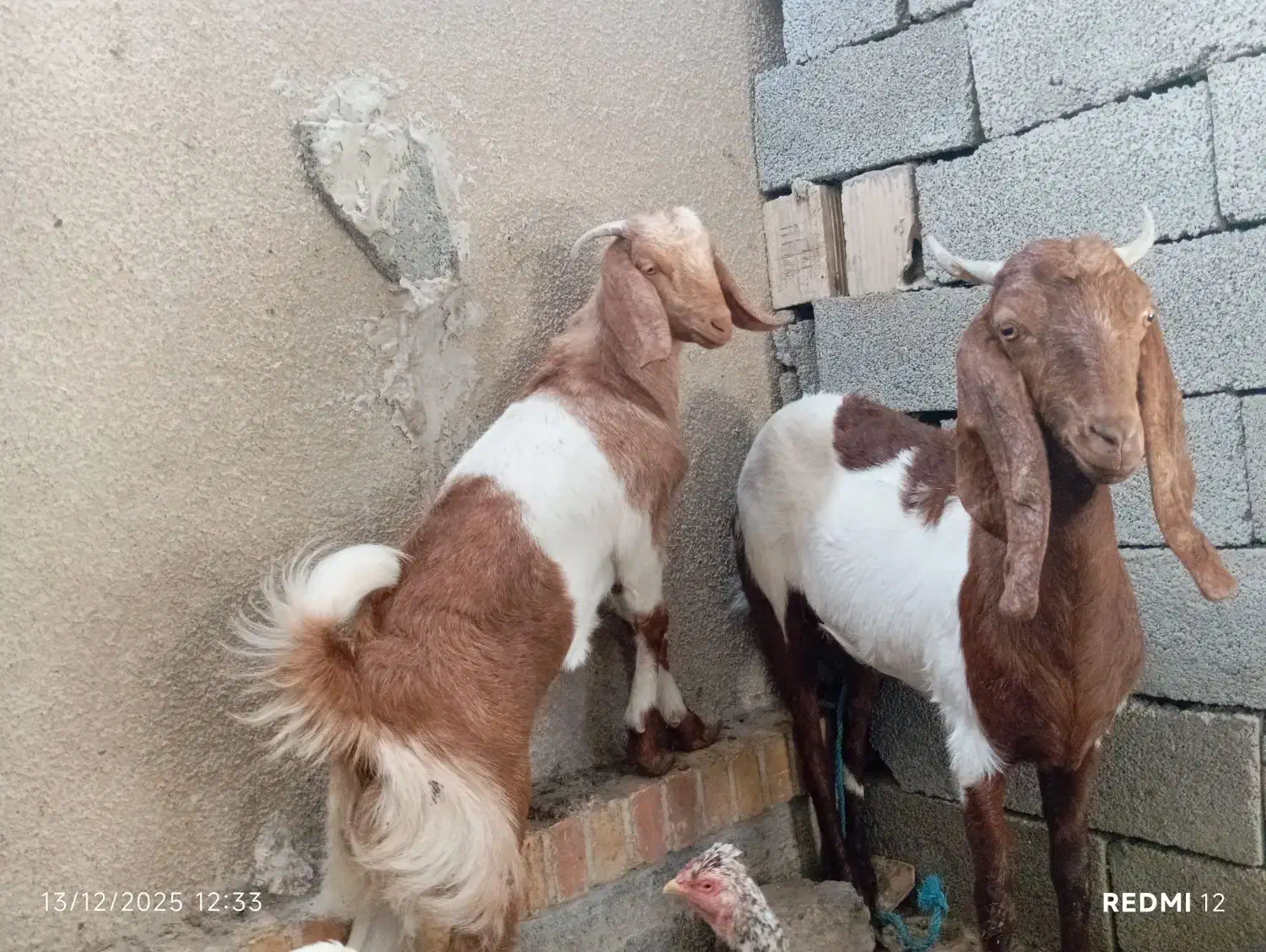 بز ماده آبستن به همراه کهره ماده حدود پنج ماهه|حیوانات مزرعه|نیک شهر, |دیوار