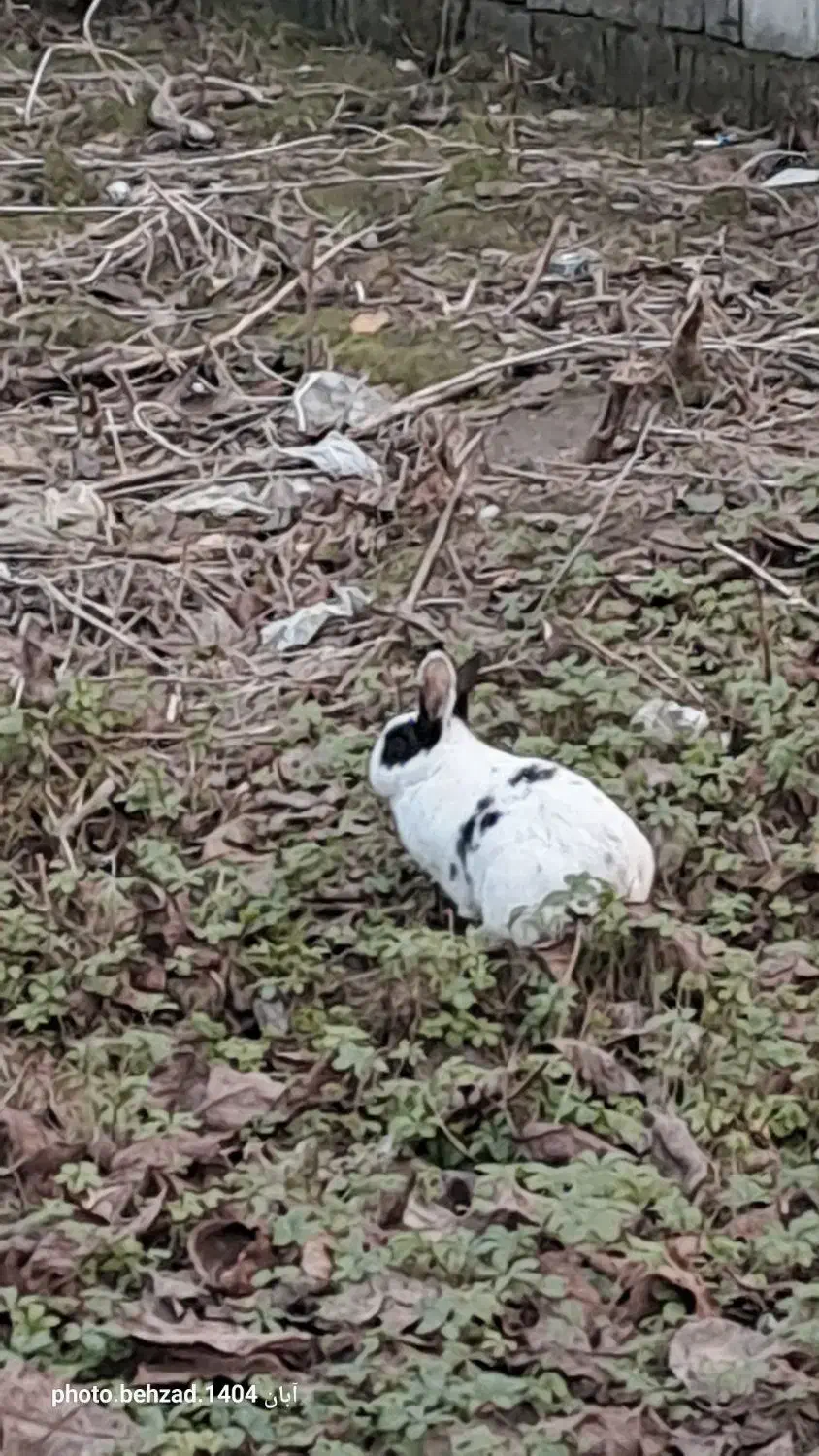 فروش خرگوش|موش و خرگوش|رضوانشهر, |دیوار