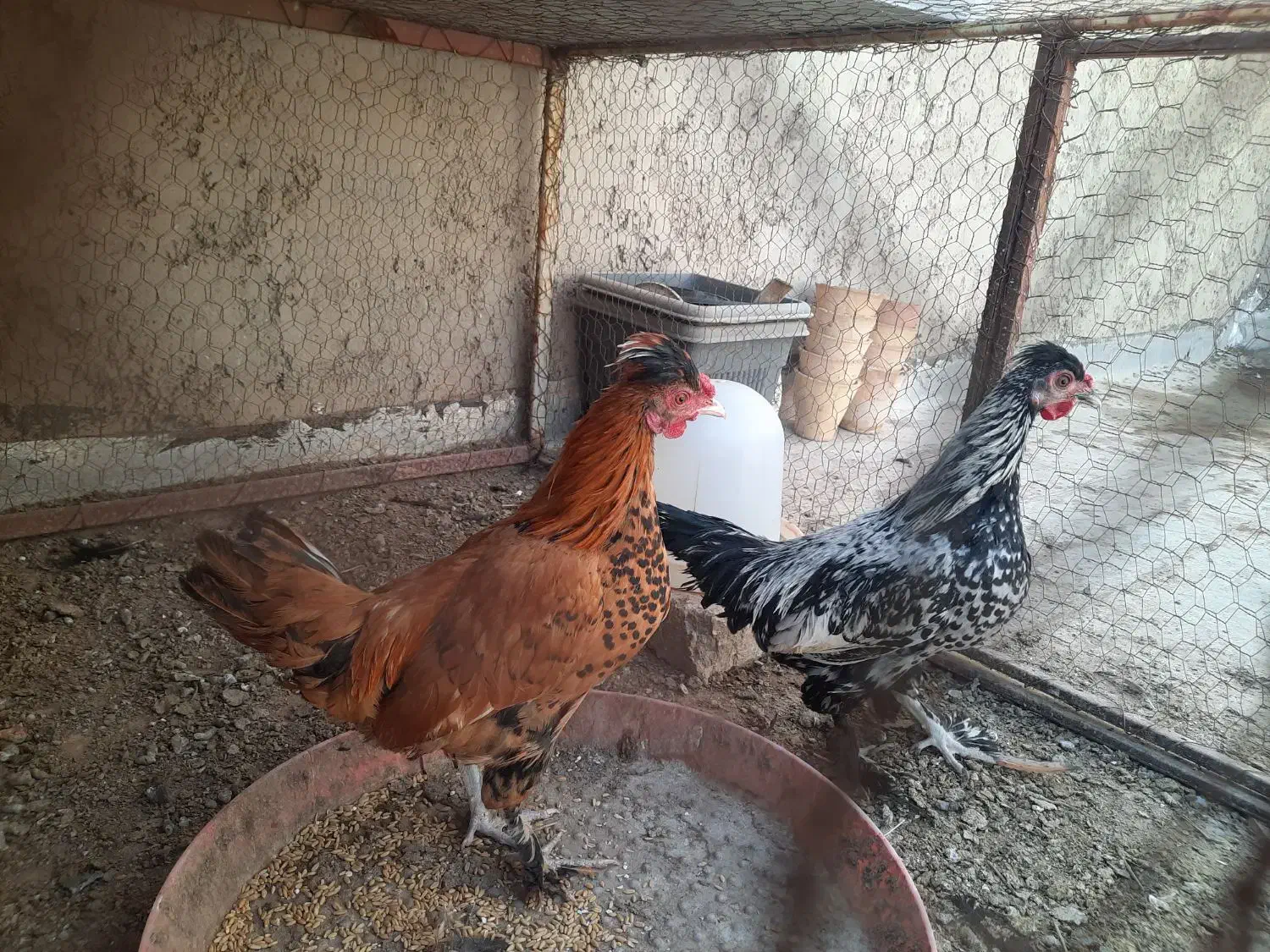 مرغ و خروس گلین ۴ ماهه|حیوانات مزرعه|خمینی‌شهر, |دیوار