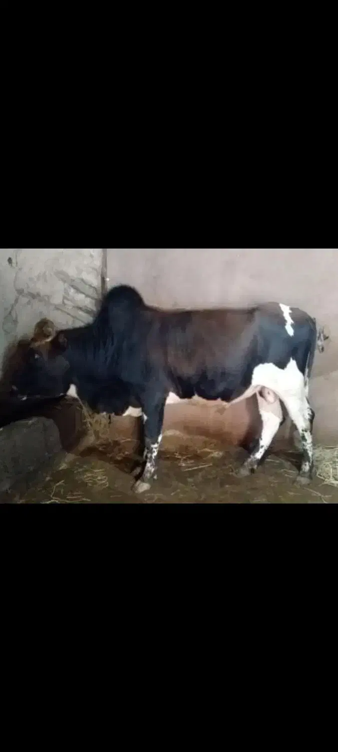 ورزا آرام خوش خوراک خوش جنس|حیوانات مزرعه|سنگر, |دیوار