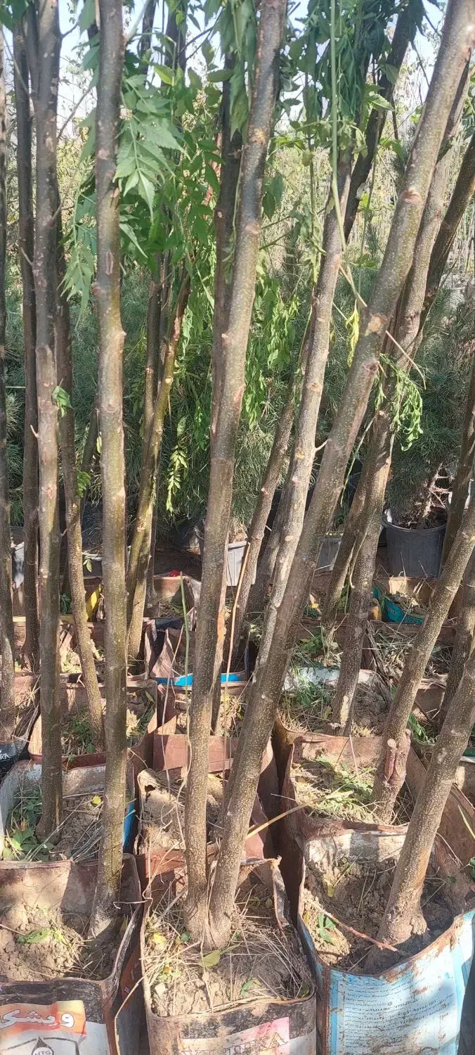 فروش نهال و درخت ودرختچه پروژه ای و جریمه ای|خدمات باغبانی و درختکاری|ورامین, ورامین|دیوار