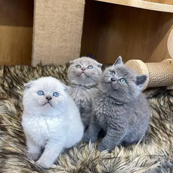 شهر گربه اسکاتیش|گربه|تهران, سعادت‌آباد|دیوار