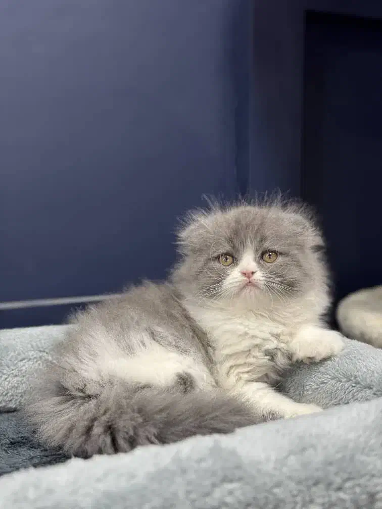 بچه گربه های مستقر در شیراز|گربه|شیراز, فرگاز|دیوار