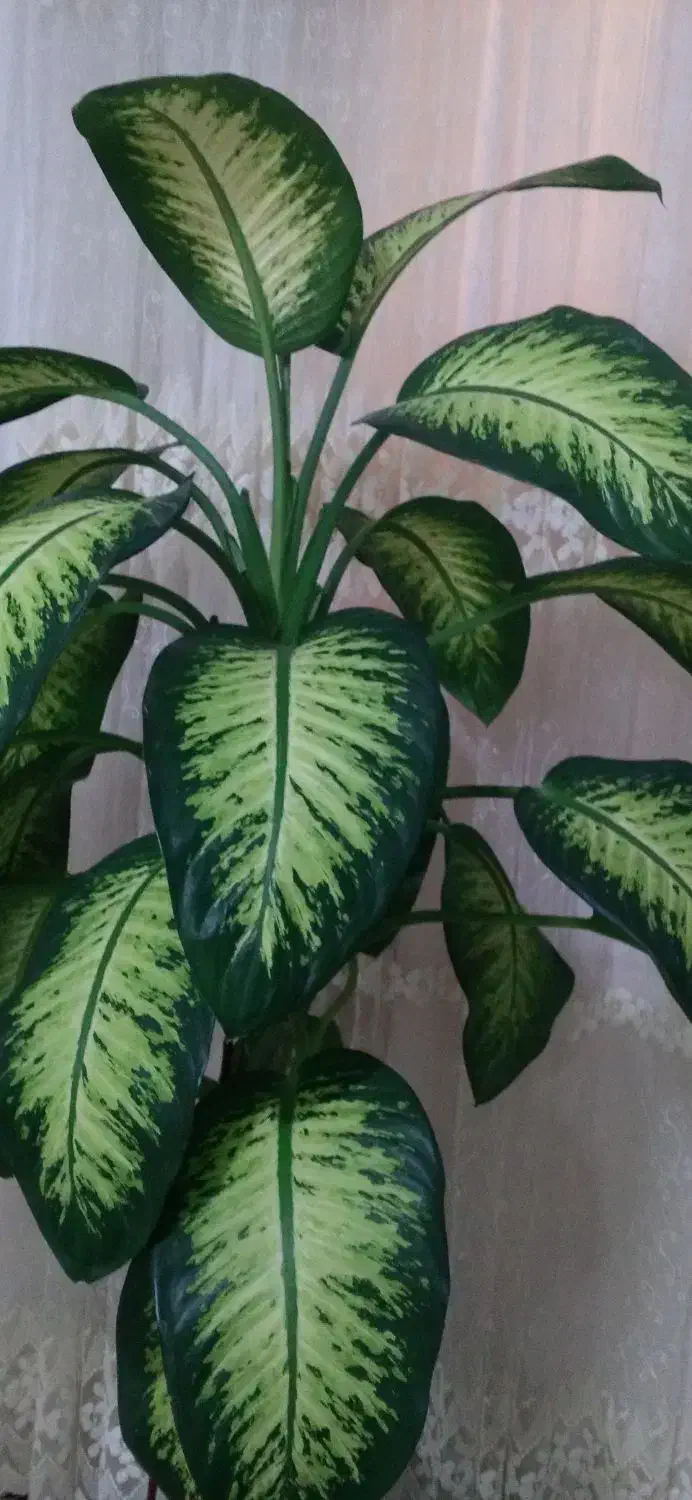 گل دیفن باخیا|گل و گیاه طبیعی|خرم‌آباد, |دیوار