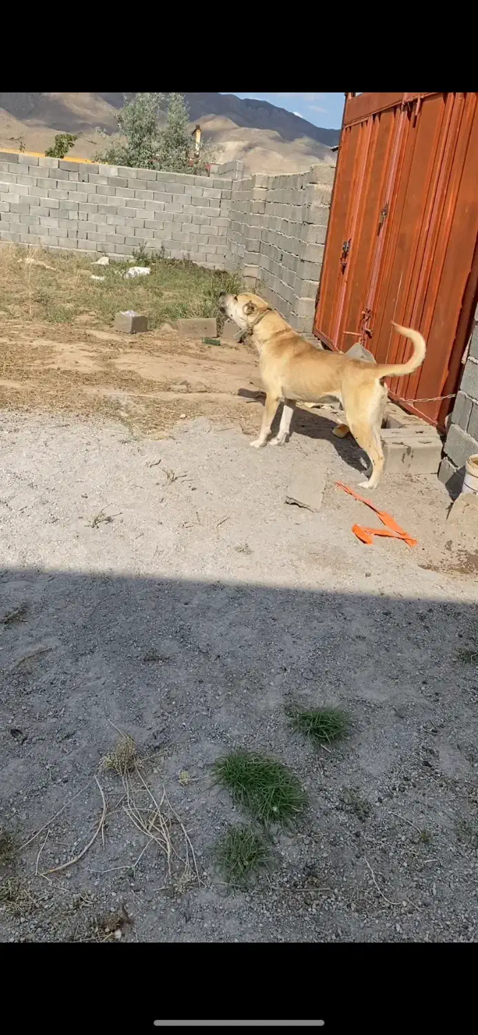 سگ سرابی نر|سگ|صوفیان, |دیوار