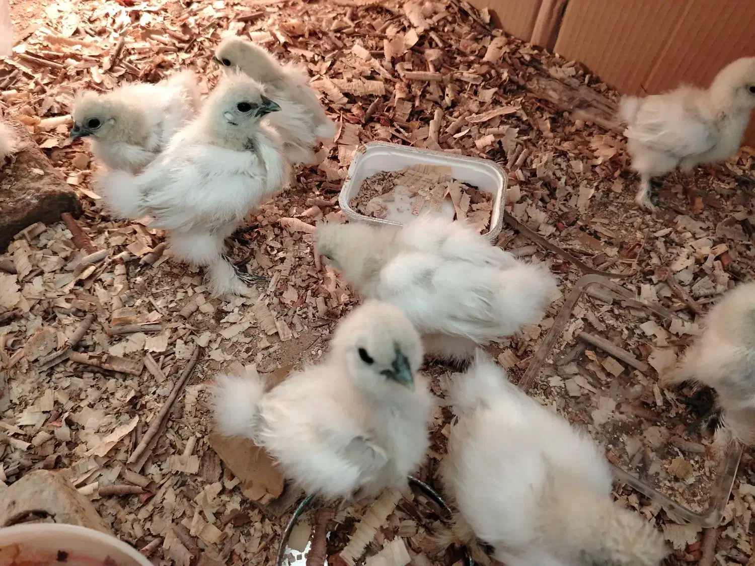 جوجه مرغ ابریشمی زینتی|حیوانات مزرعه|گرگان, |دیوار