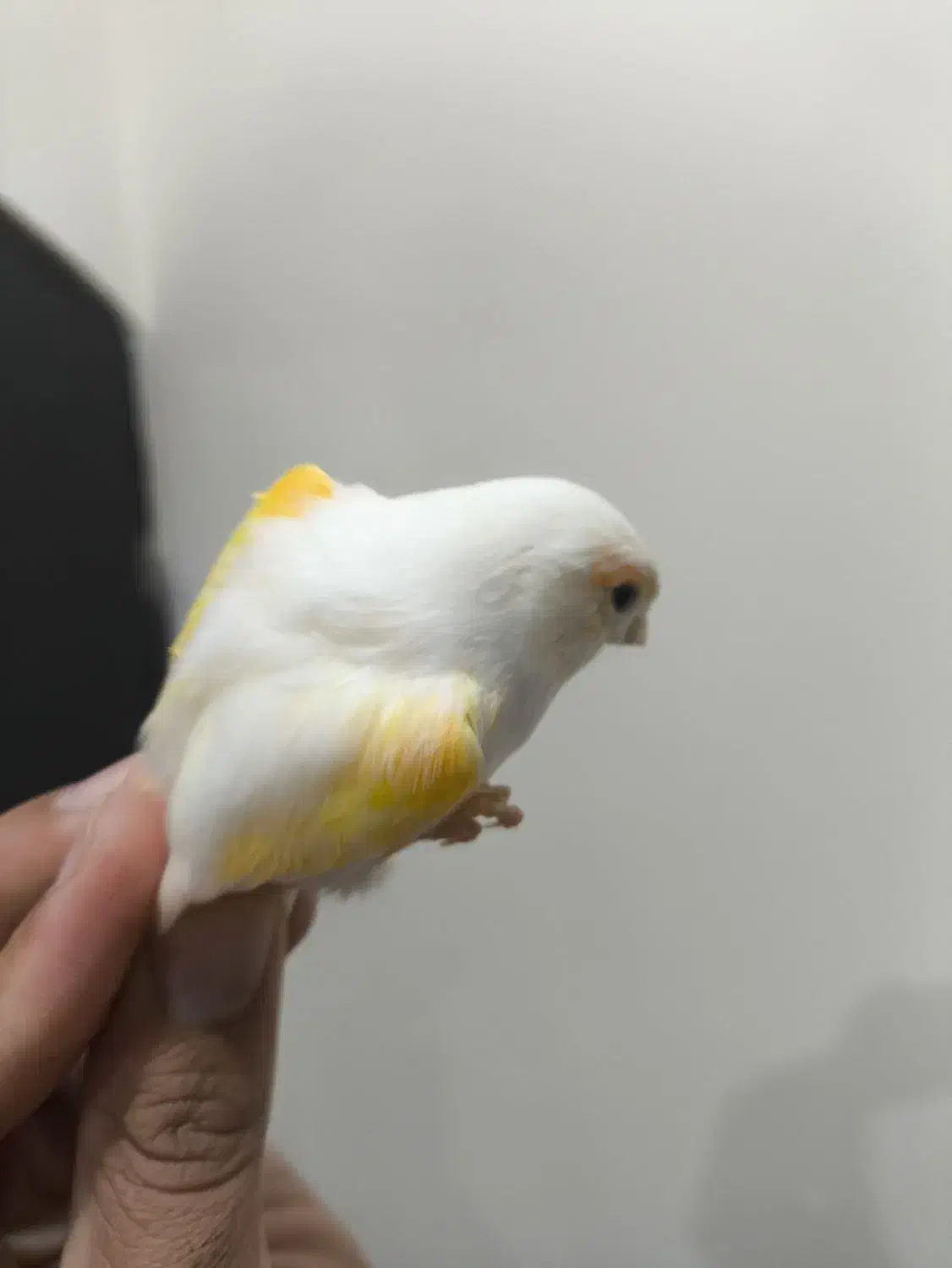 ماده آماده|لوازم جانبی حیوانات|قائن, |دیوار