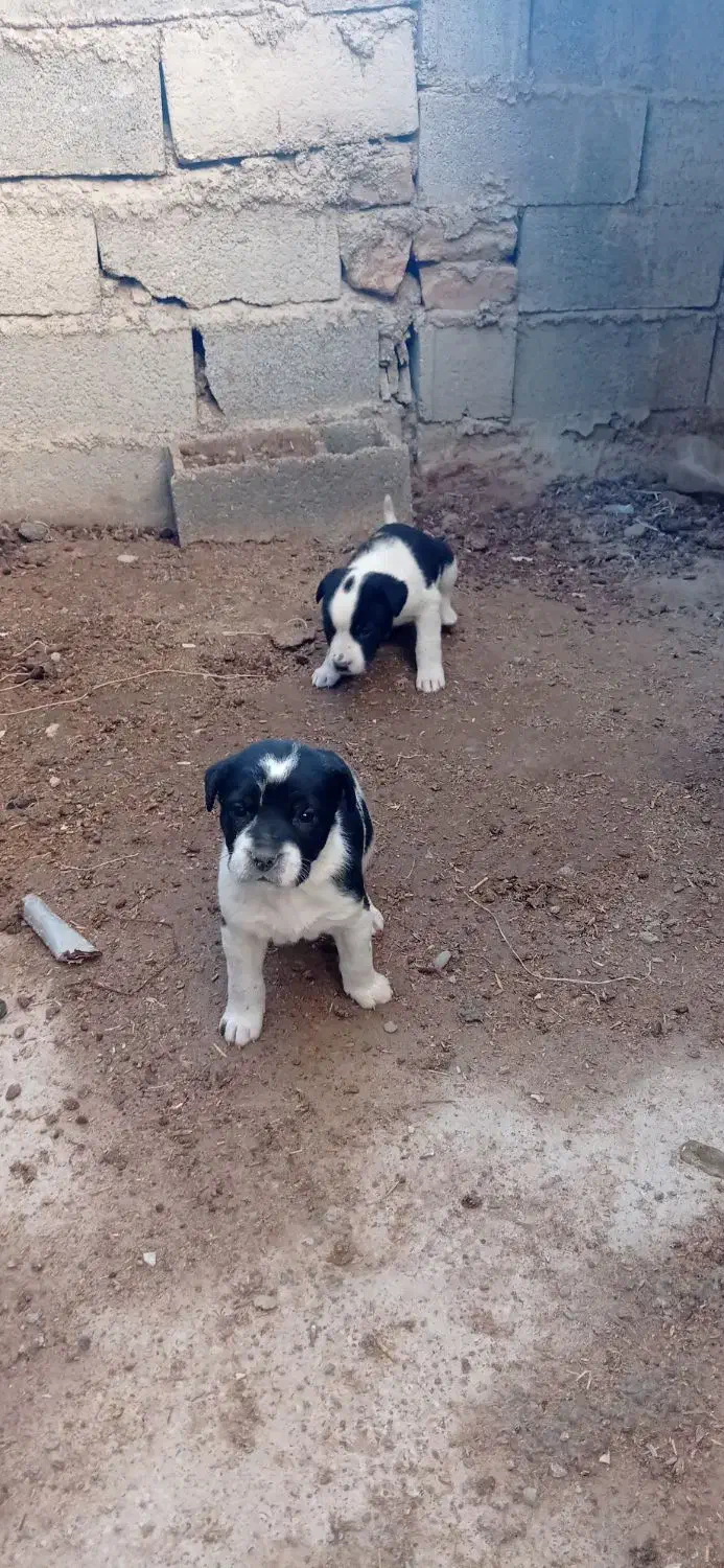 توله پیت بول|سگ|گمیشان, |دیوار