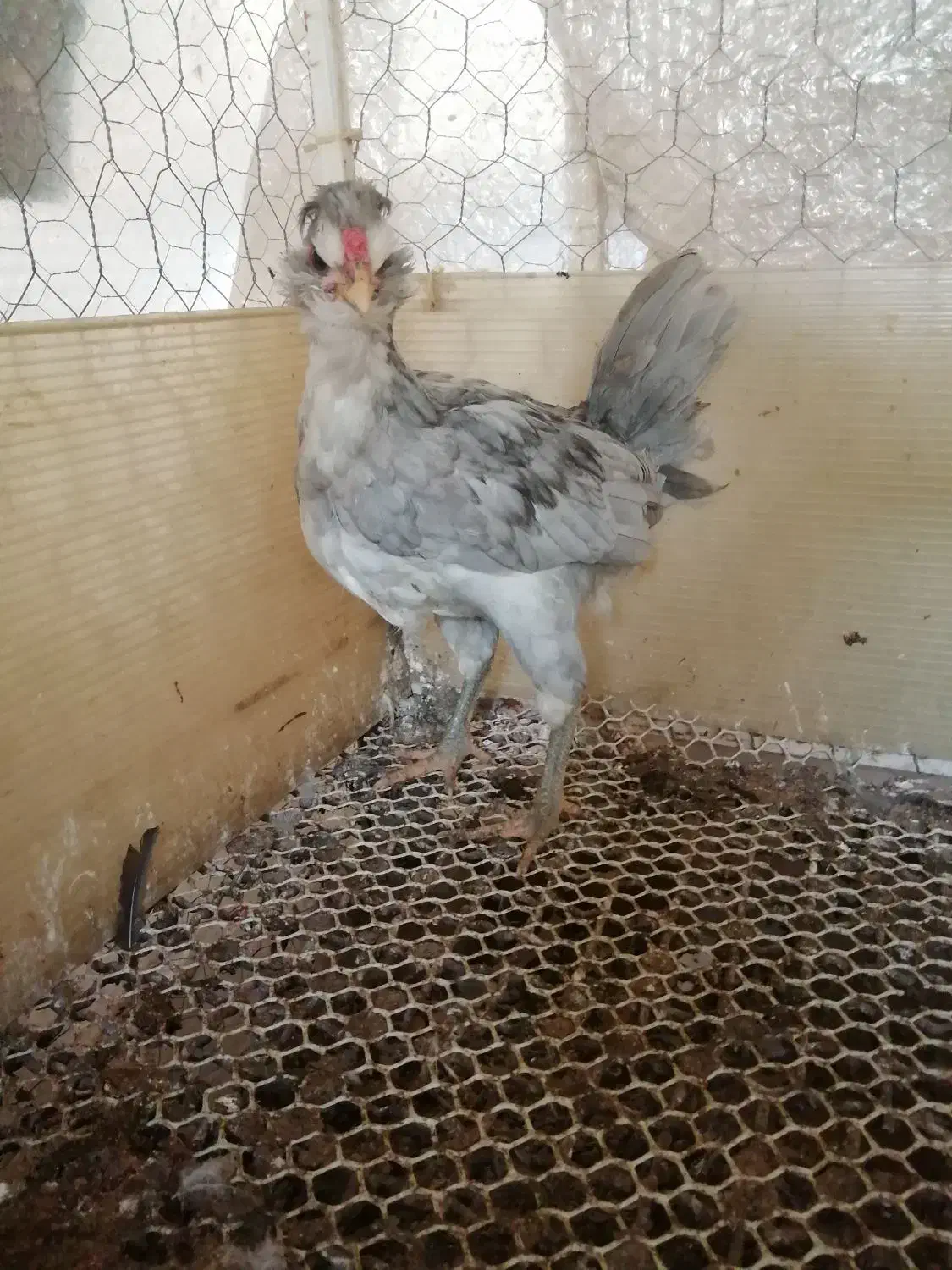 گلین طوسی|حیوانات مزرعه|شیراز, کوشک میدان|دیوار