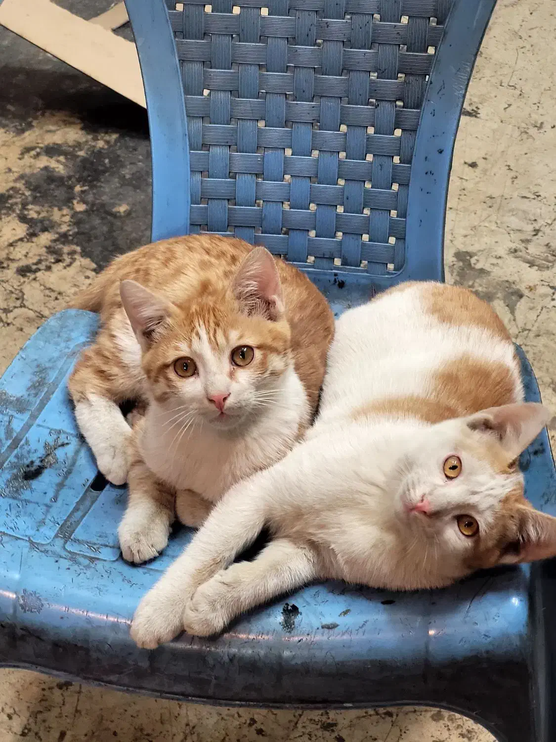 واگذاری گربه نارنجی خوشگل و با نمک|گربه|تهران, مسعودیه|دیوار