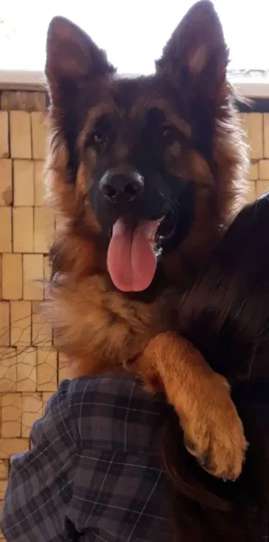 سگ ژرمن شپرد/توله سگ/ سگ ماده نر/پت خانگی|سگ|شیراز, ارم|دیوار