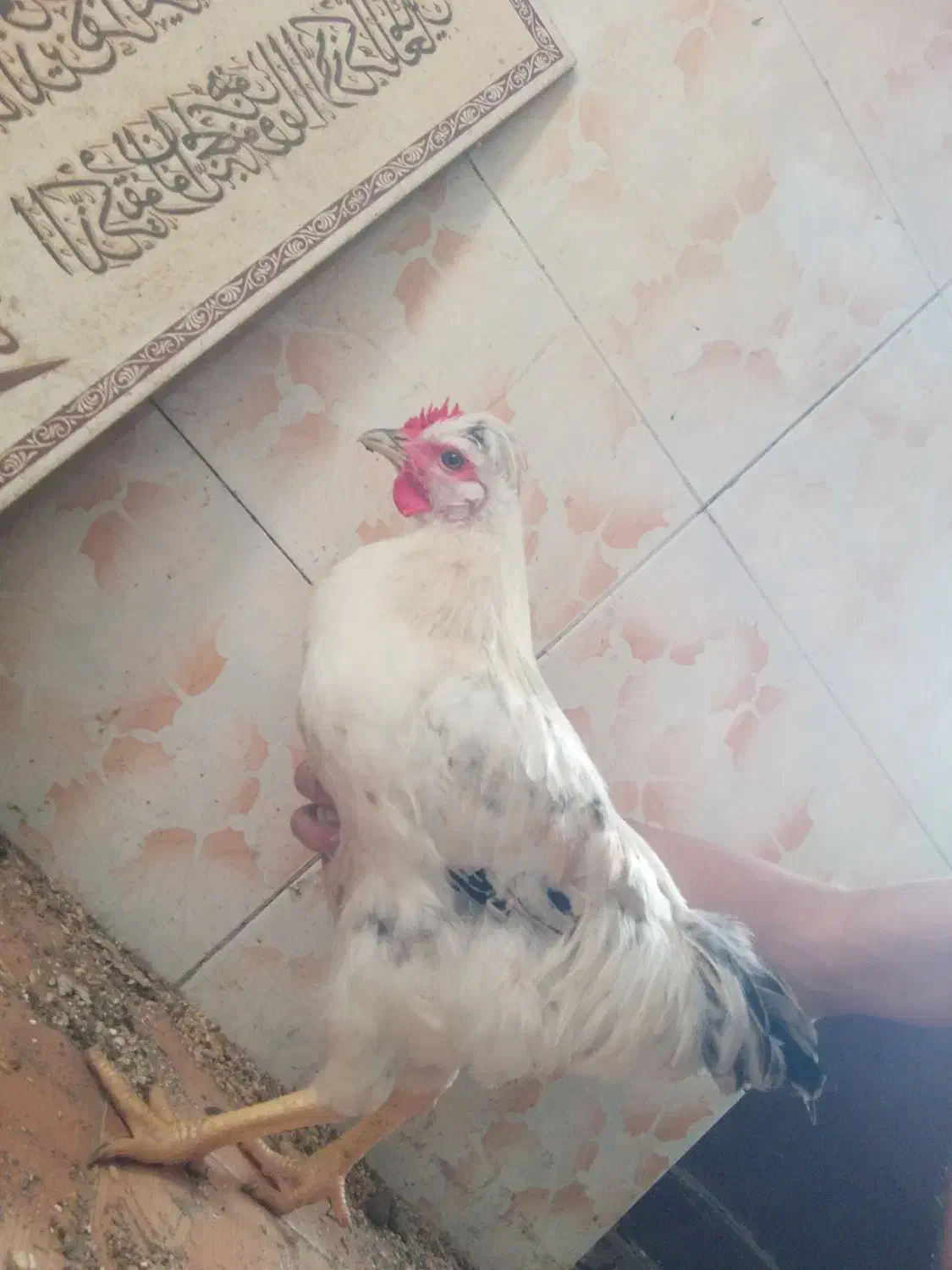 خروس کاکلی|حیوانات مزرعه|رشت, ولکس|دیوار