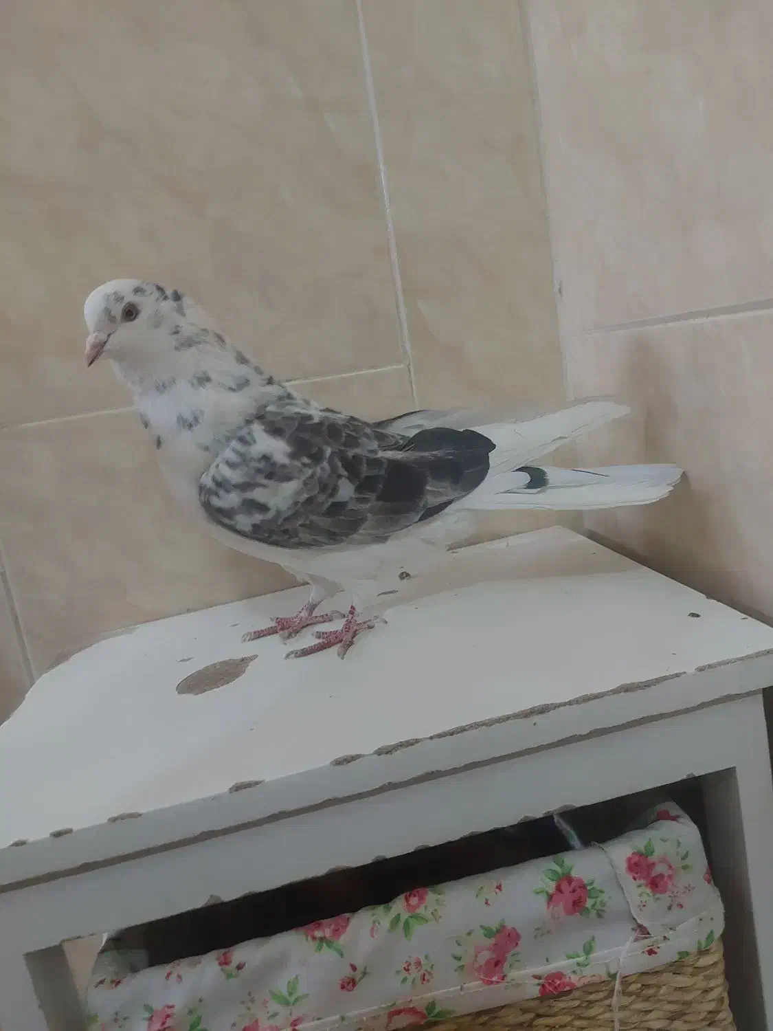 نر پندار پرشی عالی بازی دلر|پرنده|خمینی‌شهر, |دیوار