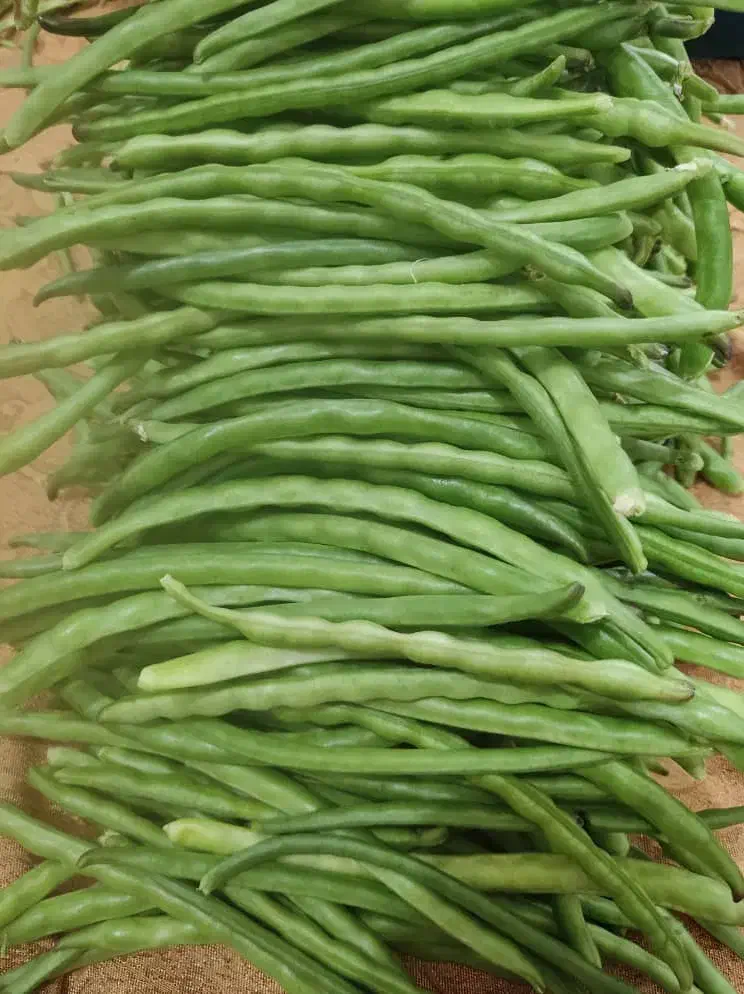 لوبیاقصری تازه|خوردنی و آشامیدنی|قصرشیرین, |دیوار