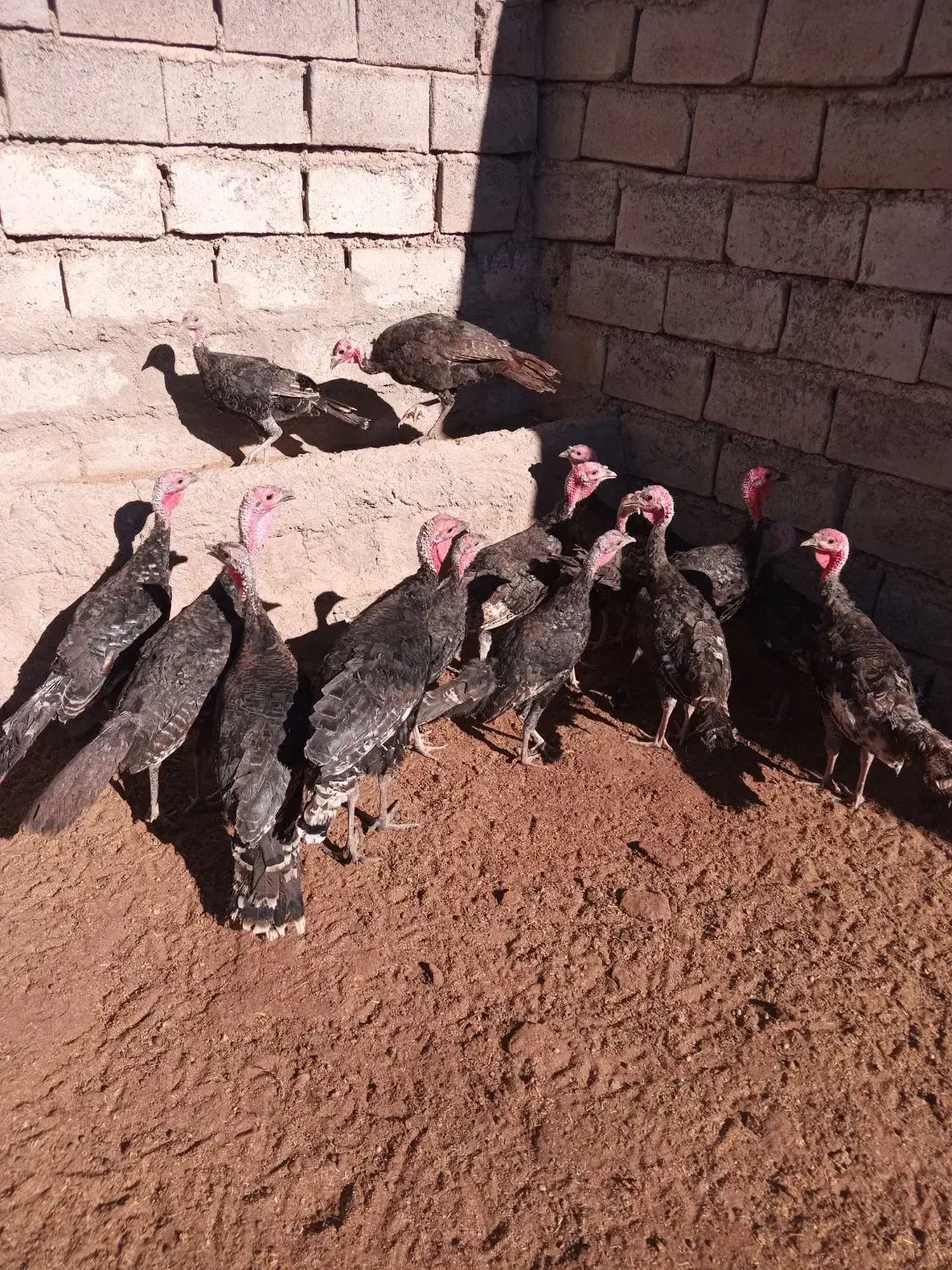 بوقلمون نر ۶ ماهه|حیوانات مزرعه|نیشابور, فردوسی جنوبی|دیوار