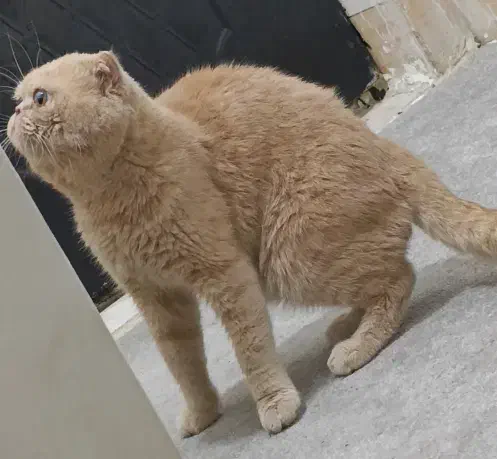 گربه|گربه|اهواز, کمپلو جنوبی|دیوار