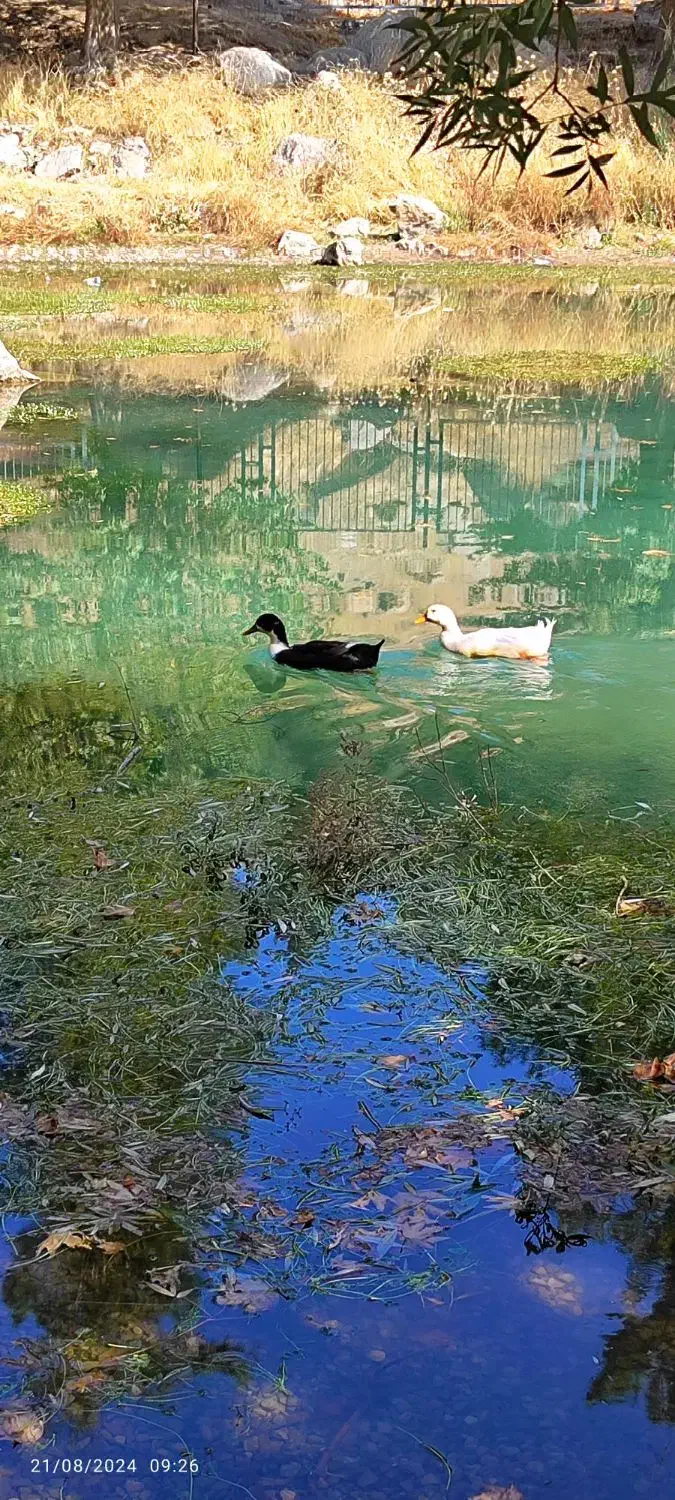 سرایداری خانه و باغ|استخدام سرایداری و نظافت|بافت, |دیوار