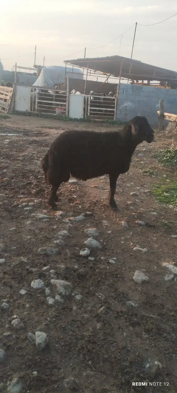 قوچ|حیوانات مزرعه|آق قلا, |دیوار